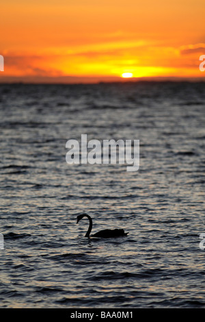 Sonnenuntergang und einem schwarzen Schwan Cygnus olor in der Great Southern Ocean Stockfoto