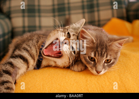 Zwei Hauskatzen auf der Couch mit einem Gähnen Stockfoto