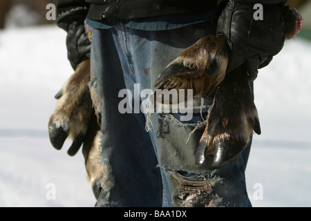 First Nations Jäger hält Porcupine Caribou Beine in Old Crow, Yukon Territorium, Kanada. Stockfoto