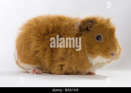 Porträt von Erwachsenen Ingwer und weiß gekreuzt Meerschweinchen Stockfoto