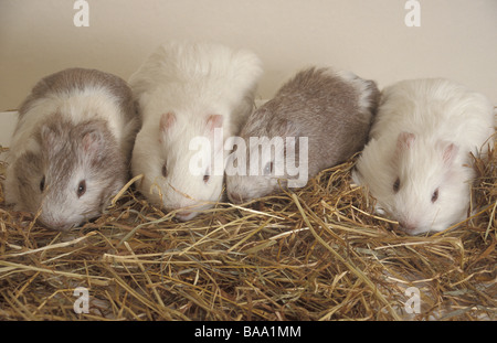 Reihe von vier Baby Meerschweinchen auf Stroh Stockfoto