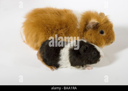 Porträt von Erwachsenen mischrassiger Meerschweinchen mit ihrem baby Stockfoto