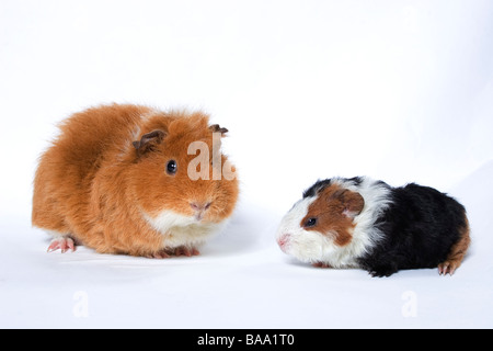 Porträt von Erwachsenen mischrassiger Meerschweinchen mit ihrem baby Stockfoto