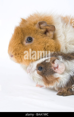 Porträt von Erwachsenen mischrassiger Meerschweinchen mit ihrem baby Stockfoto