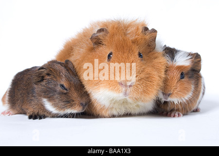 Porträt von Erwachsenen mischrassiger Meerschweinchen mit ihrem baby Stockfoto