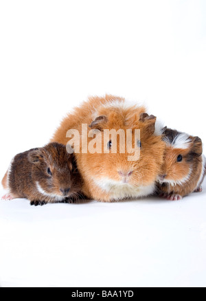 Porträt von Erwachsenen mischrassiger Meerschweinchen mit ihrem baby Stockfoto