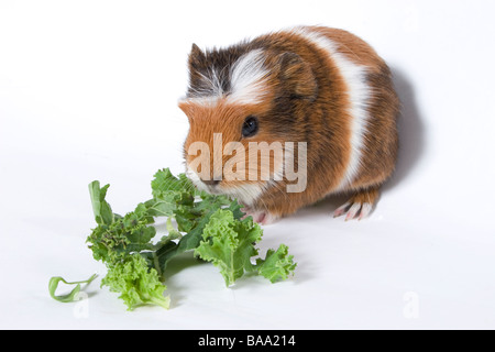 Porträt von Baby Tortoishell gekreuzt Meerschweinchen Grünkohl essen Stockfoto