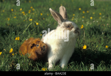 weißes Kaninchen und Ingwer Abessinier Meerschweinchen sitzen in Butterblume Feld Stockfoto