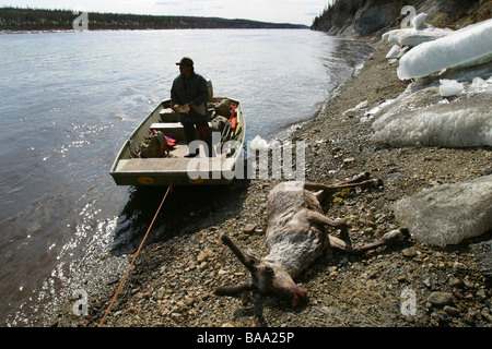 Ein First Nations Jäger mit seinem Porcupine Caribou an den Ufern des Porcupine River in der Nähe von Old Crow, Yukon Territorium, Kanada. Stockfoto