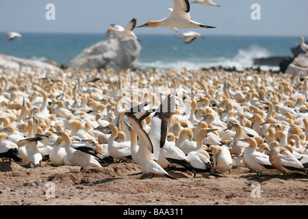 Ein Cape (Morus Capensis, ursprünglich Sula Capensis) Tölpelkolonie am Lambertsbay in Südafrika Western Cape Stockfoto