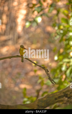 Storch-billed Kingfisher Pelargopsis Capensis Bandhavgarh National Park Madhya Pradesh nördlichen Indien Asien Stockfoto