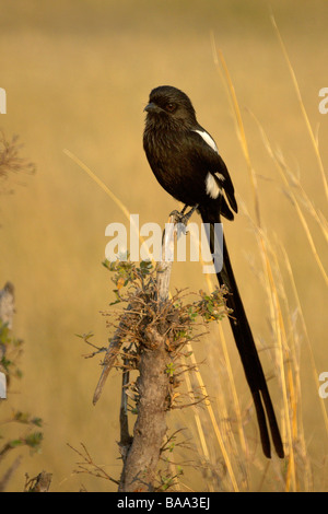 Lange Tailed Shrike Vogel afrikanische Vögel afrikanischen Vogel Vogelgrippe Avians Antenne Antenne Navigation Luftfahrt Herde Strang Covey Schwarm clo Stockfoto