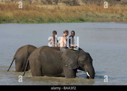 Elefanten Reiten Elefanten afrikanischer Elefant Loxodonta Africana Mensch und Natur Mensch auf Elefanten Erlebnis Safaris gesichert Stockfoto