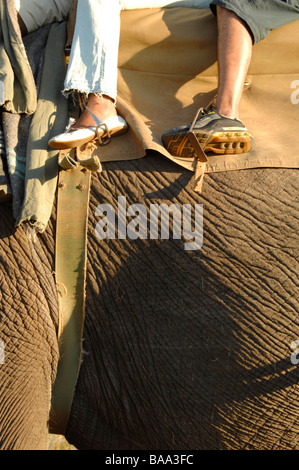 Elefanten Reiten Elefanten afrikanischer Elefant Loxodonta Africana Mensch und Natur Mensch auf Elefanten Erlebnis Safaris gesichert Stockfoto