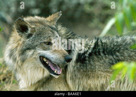 Mexikanische Gray Wolf über die Schulter schauen Stockfoto
