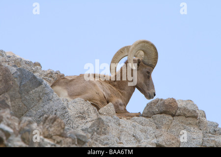 Halbinsel Bighorn Ram auf Ridge gebettet Stockfoto