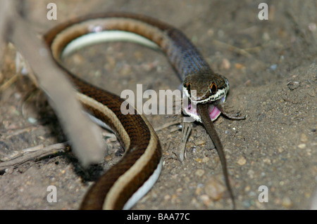 Eine Western-Streifen-bellied Sand Schlange essen eine Eidechse, die es im Letaba Rest Camp im Krüger National Park gefangen. Stockfoto
