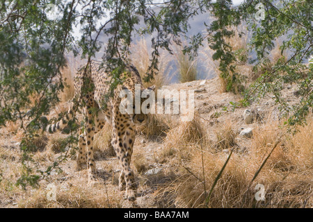 Abstieg in die Schlucht Gepard Stockfoto