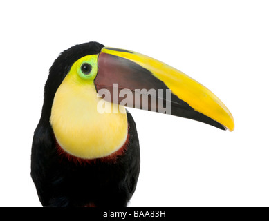 Kastanien mandibled Toucan oder Swainson s Toucan Ramphastos Swainsonii 3 Jahre vor einem weißen Hintergrund Stockfoto