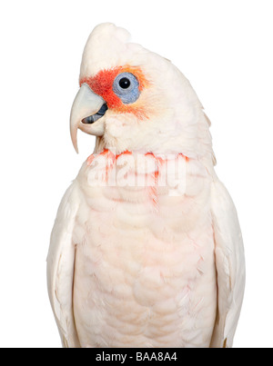 Lange abgerechnet Corella Cacatua Tenuirostris vor einem weißen Hintergrund sehen er ähnlich im Aussehen an die Nacktaugenkakadu und Stockfoto