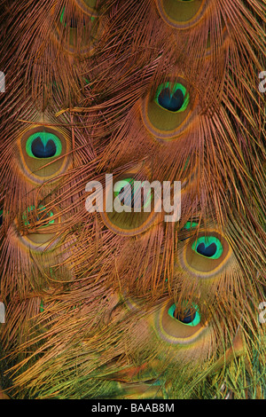 Ein männlicher Pfau Pavo Cristatus Land Park North Lincolnshire England Großbritannien Stockfoto