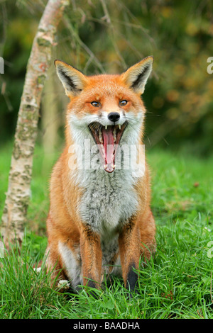 Porträt von einem Rotfuchs Vulpes Vulpes Gähnen Stockfoto