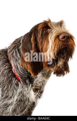 Spinone Italiano Hund Stockfoto