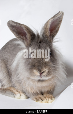 Porträt junger Lionhead cross graue Kaninchen Stockfoto