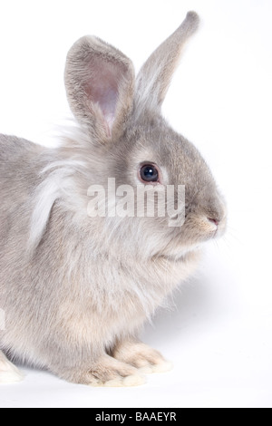 Porträt junger Lionhead cross graue Kaninchen Stockfoto