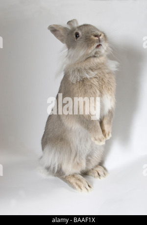 Porträt junger Lionhead cross graue Kaninchen Stockfoto