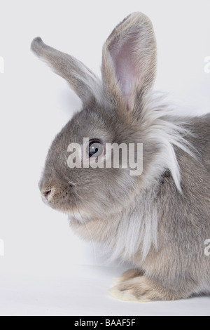 Porträt junger Lionhead cross graue Kaninchen Stockfoto