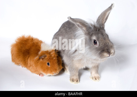 Porträt jungen grauen Kreuz Löwenkopf Kaninchen mit Ingwer und weißen Erwachsenen Meerschweinchen Stockfoto