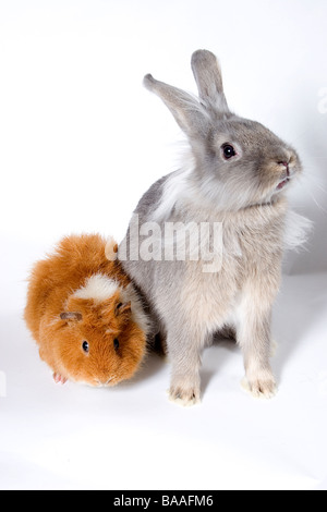 Porträt jungen grauen Kreuz Löwenkopf Kaninchen mit Ingwer und weißen Erwachsenen Meerschweinchen Stockfoto