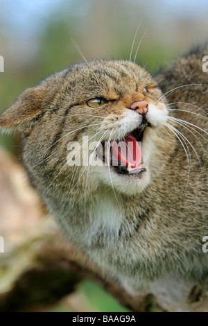 Eine wilde Katze Felix silvestris Stockfoto