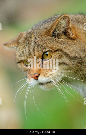 Eine wilde Katze Felix silvestris Stockfoto