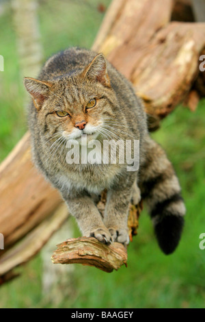 Eine wilde Katze Felix silvestris Stockfoto