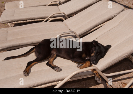 Ein junger schwarzbrauner Hund ruht bequem auf einem beigen Outdoor-Chaise-Loungesessel und genießt ein Nickerchen im warmen Sonnenlicht Stockfoto