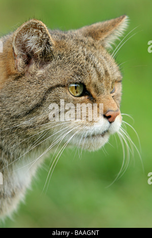 Eine Wildkatze Felis silvestris Stockfoto