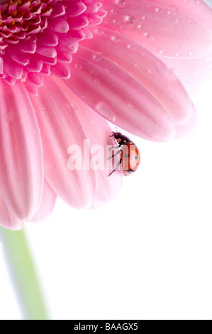 kleine rote Marienkäfer auf Blume Stockfoto