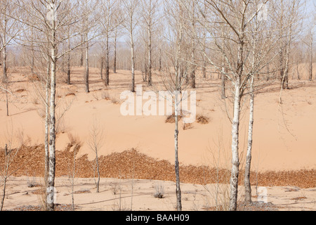 Klimawandel verursachten Desertifikation in der Provinz Shanxi, Nordchina, Sanddünen bedecken Land einmal bewirtschaftet Stockfoto