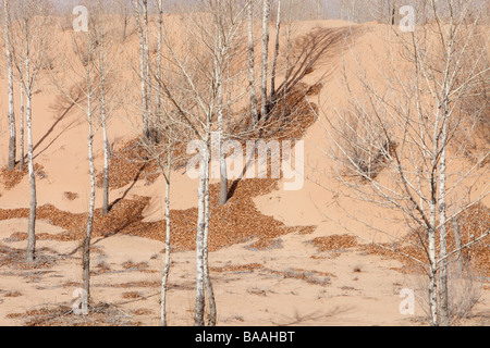 Klimawandel verursachten Desertifikation in der Provinz Shanxi, Nordchina, Sanddünen bedecken Land einmal bewirtschaftet Stockfoto