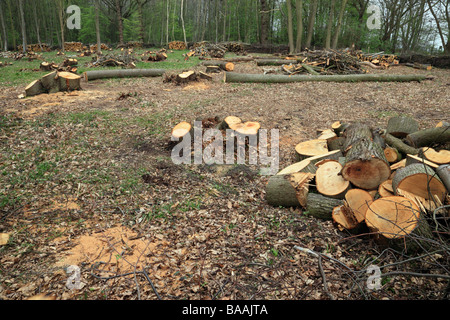 Bäume werden gefällt, um eine Lichtung zu machen. Norsey Holz, Billericay, Essex, England, UK. Stockfoto