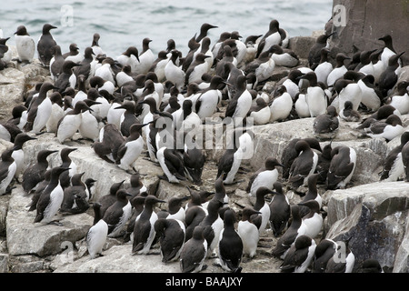 Kolonie von gemeinsamen Trottellummen Uria Aalge auf Farne Islands, Northumberland, England, UK Stockfoto