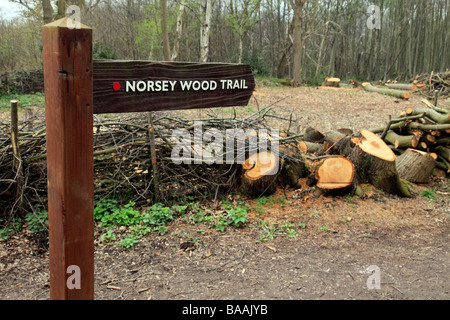 Norsey Holz Trail, Billericay, Essex, England, UK. Stockfoto