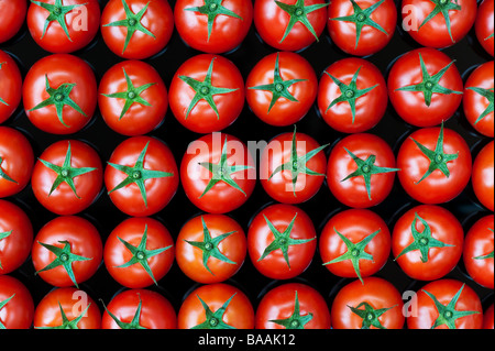 Solanum Lycopersicum. Tomate Muster auf reflektierenden schwarzen Hintergrund Stockfoto