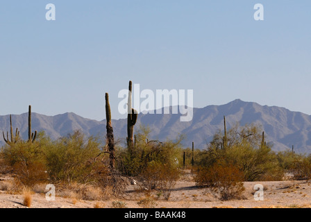 Saguaro Kakteen und Sagebrush, Artemisia tridentata, wächst in der Sonoran Wüste in Arizona, USA Stockfoto