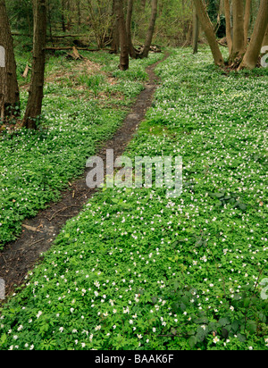 Holz-Anemonen Nemorosa. Norsey Holz, Billericay, Essex, England, UK. Stockfoto