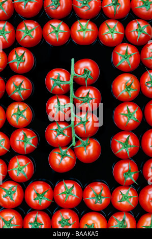 Solanum Lycopersicum. Weinstock Tomate Muster auf reflektierenden schwarzen Hintergrund Stockfoto
