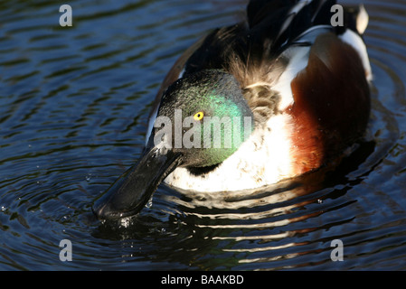 Nahaufnahme der männlichen Northern Shoveler Spatula clypeata (ehemals Anas Clypeata) bei Martin bloße WWT, Lancashire, Großbritannien Stockfoto