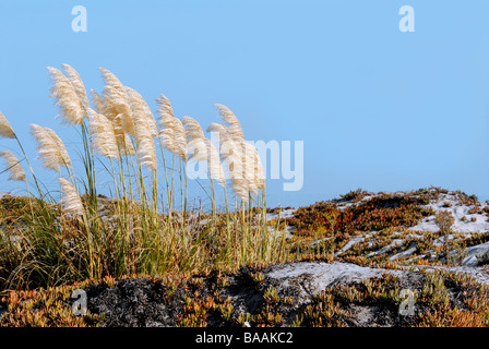 Pampas Gras, Cortaderia selloana, Wellen, die in der Brise auf der Catalina Island Beach in der Nähe von San Diego im südlichen Kalifornien, USA. Stockfoto